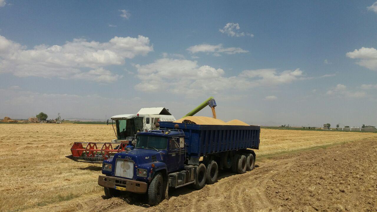 گزارش تصویری برداشت گندم از مزارع روستای طاوه